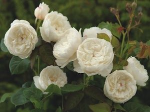 rose-austin-william-and-catherine