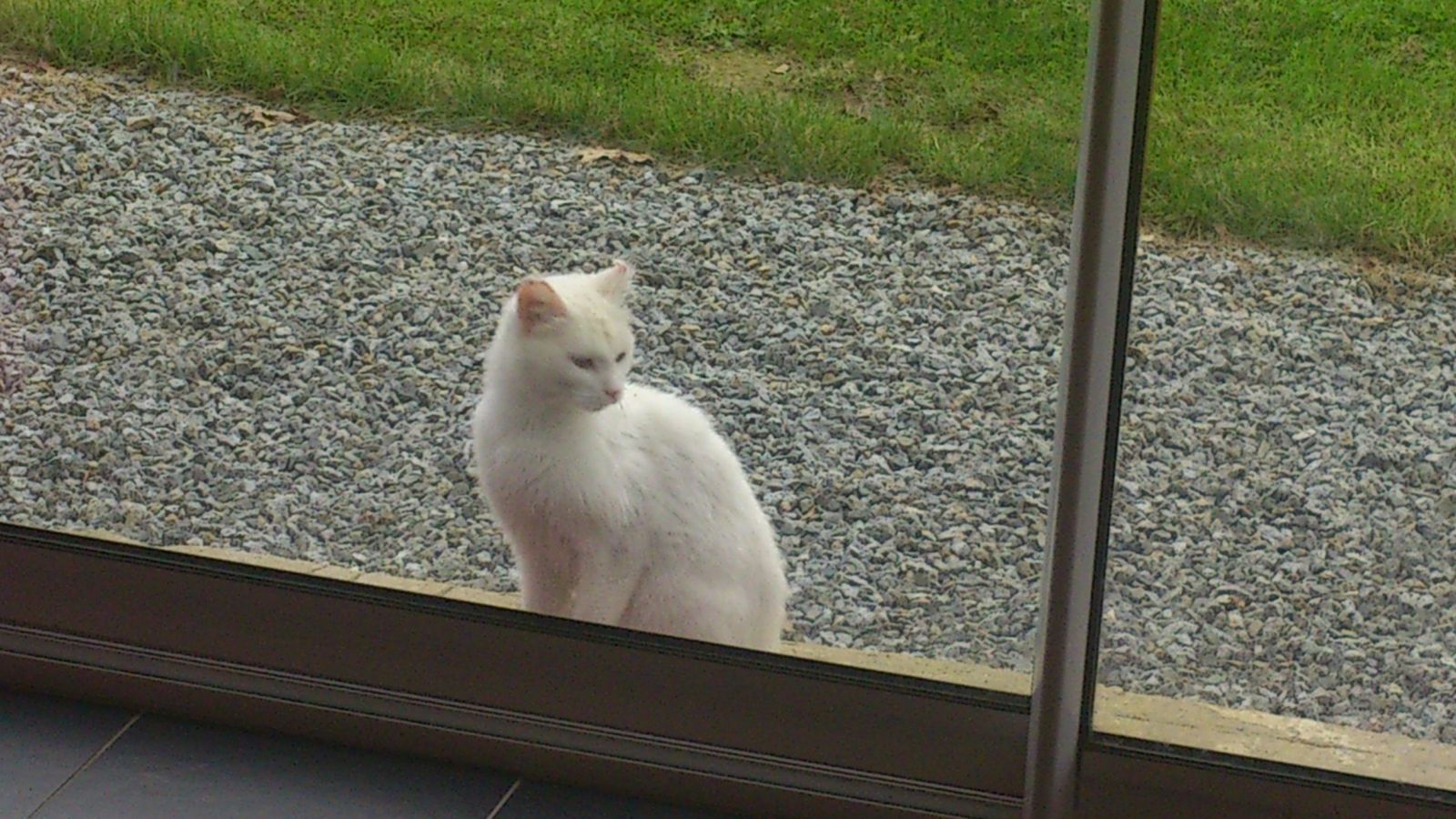chat ille et vilaine