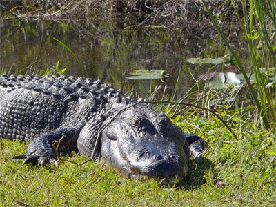alligator-everglades.jpg