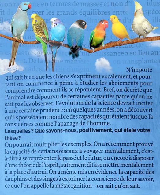 oiseaux-viande-vegetarien-animaux.jpg