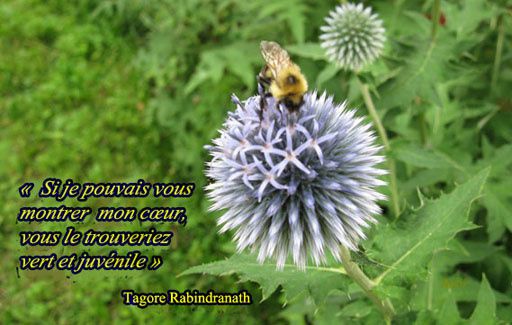 Tagore--fleur--abeille--ame--coeur-2.jpg
