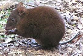 kangourou-rat-musque.jpg