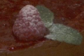 framboise