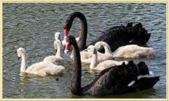 Cygnes-noirs--blancs.jpg