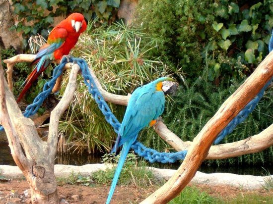 oiseau-animaux-aras-zoo-monaco-562010.jpg