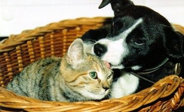 calin consolation