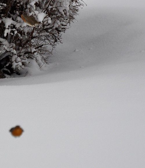 entre-blanc-et-gris-fevrier-2015 0654...