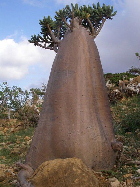 socotra (4)