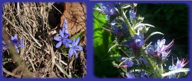 fleurs bleu.