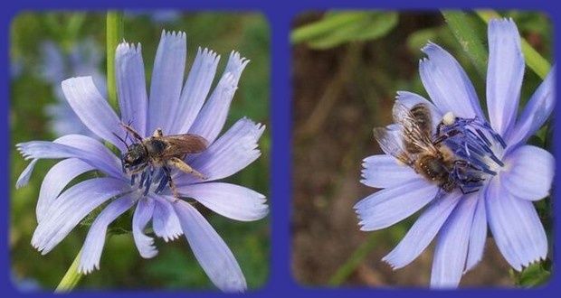 fleurs bleu