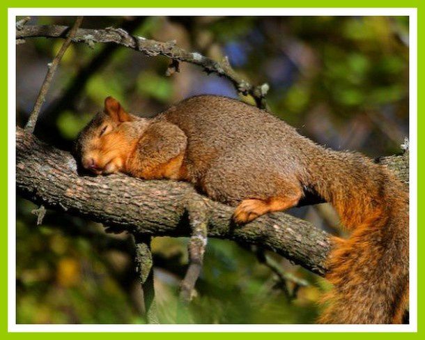 sommeil-ecureuil