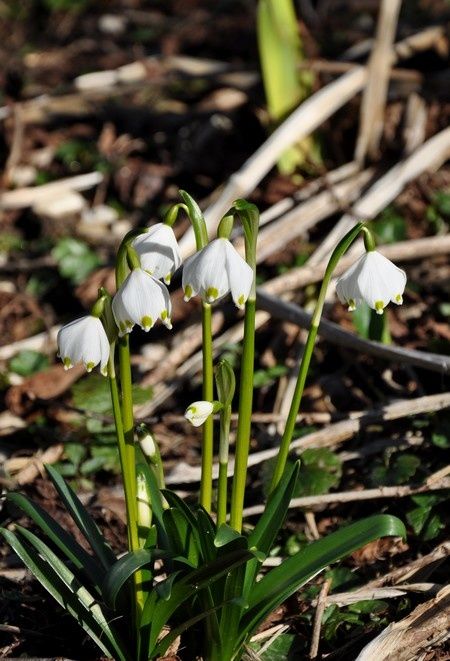 23-02-2014-reveil-nature 0093