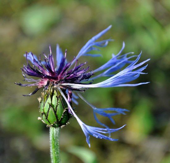 bleuets--marguerites--coquelicots 0488