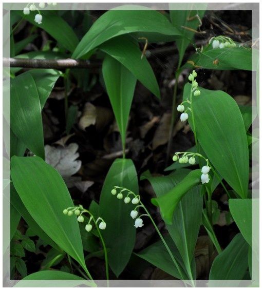 muguet 2101