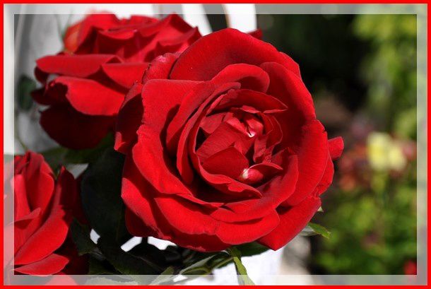 roses 0025-copie-1