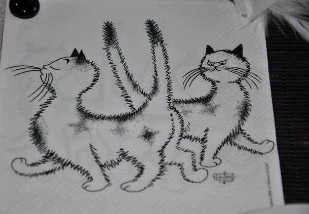 en-noir-et-blanc-et-.chats 0056