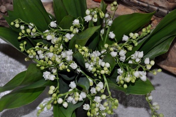 muguet-2014 1795