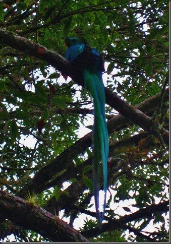 guatemala (137) biotope quetzal