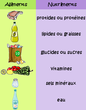 Le trajet des aliments dans notre corps... - l-antioxydant Le trajet des aliments dans notre corps... - l-antioxydant