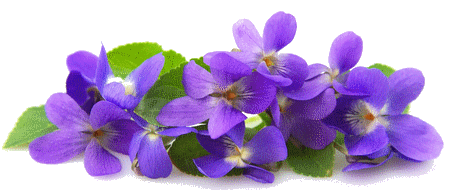 violette4