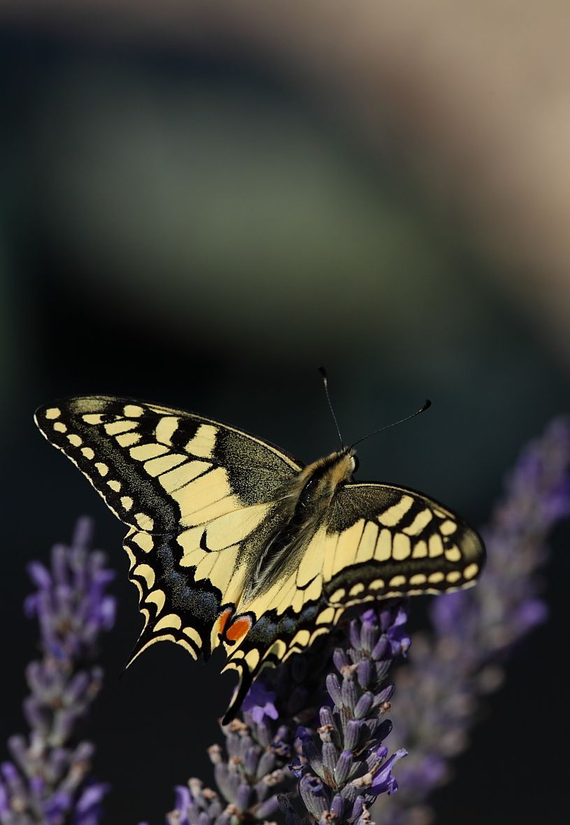 Papillons et Chenilles 1247 WEB L