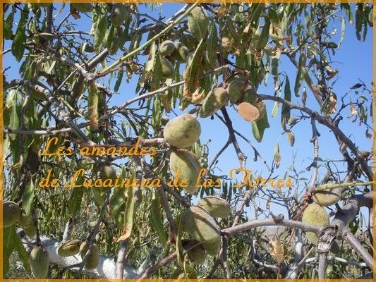 amandes
