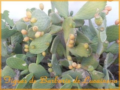 figues
