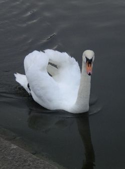 White-Swan-Hyde-Park.jpg