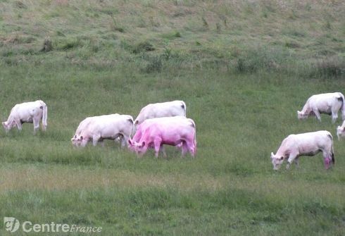 vaches-roses-dans-les-pres_1178322.jpg