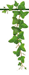 Feuilles 2