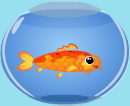 orange koi fish