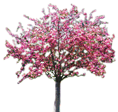 arbre-pommier-du-japon-gif.gif