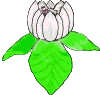 fleur-lotus.gif
