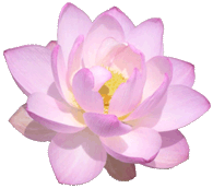 fleur.gif