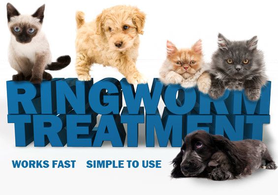How To Get Rid Of Ringworm Fast On Cats Mang Temon