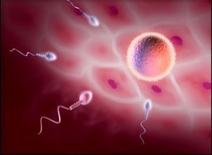 ovulation-fertility-calendar-1.jpg