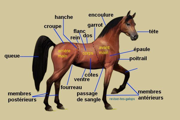 Constantes physiologiques  Galop 4, Cheval, Anatomie du cheval
