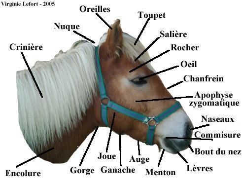 Quelle pose est nécessaire pour un petit membre