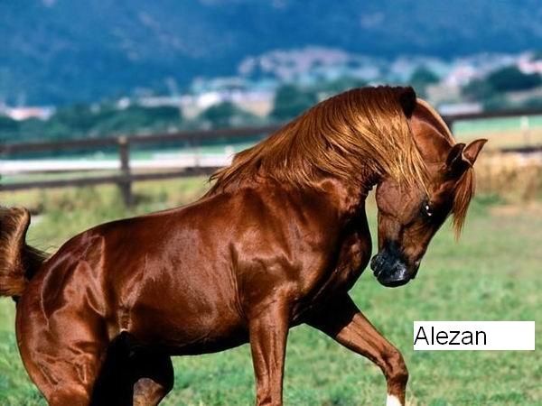 Cheval alezan brulé 2025
