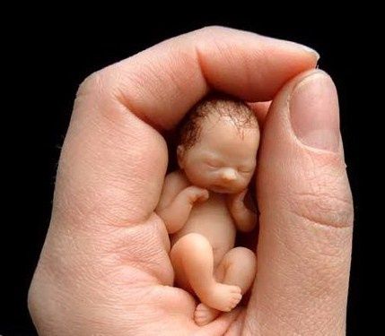 quand parle t on de foetus quand parle t on de foetus