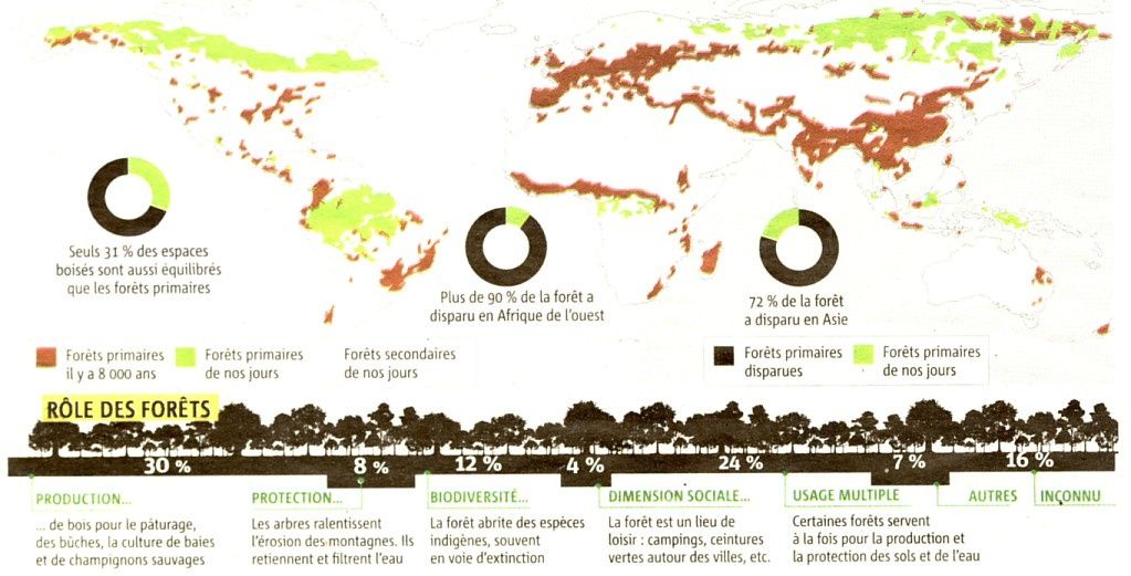 forêts primaires