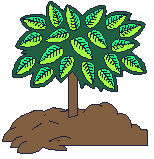 arb-plante-055