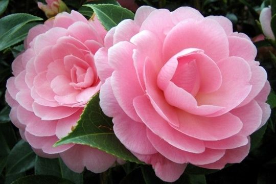 camelia-508864.jpg