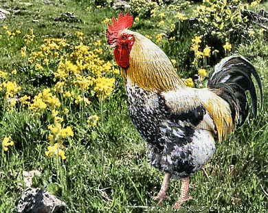 coq qui chante