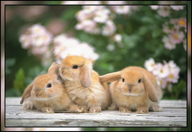 903 3 petits lapins bonjour toi