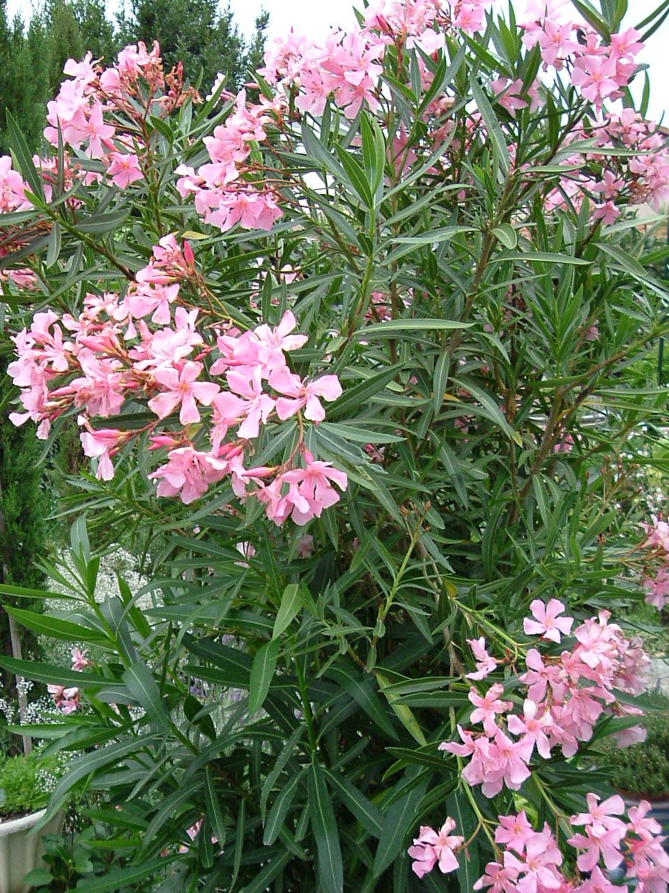 128-Gros-plan-du-laurie-rose-en-fleurs-juil.2004-.JPG