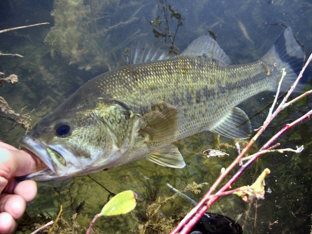 Forex 38 cm bass