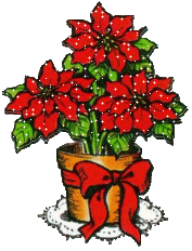 Poinsettia Plante Noël 7