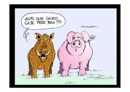 Comment bien monter sa mousse! Cochon-sanglier-chimio