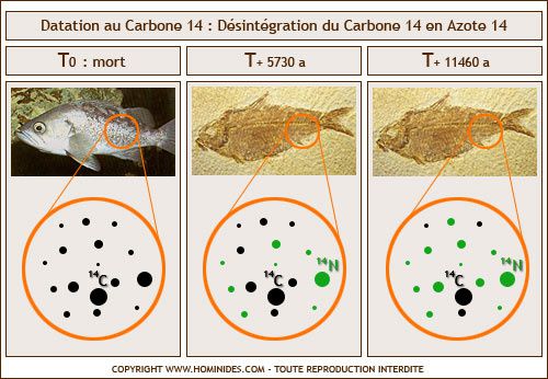carbone-14-datation.jpg